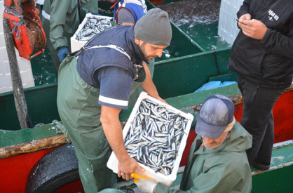 Balıkçıların hamsiden yana yüzü güldü - Resim : 1