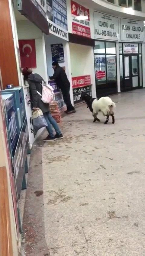 Keçi bayramda otogarı karıştırdı: Çekmeceden paraları kaptı, kaçtı! - Resim: 1
