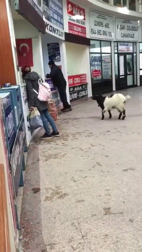 Keçi bayramda otogarı karıştırdı: Çekmeceden paraları kaptı, kaçtı! - Resim: 2