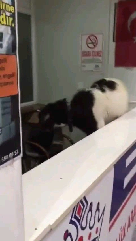 Keçi bayramda otogarı karıştırdı: Çekmeceden paraları kaptı, kaçtı! - Resim: 3