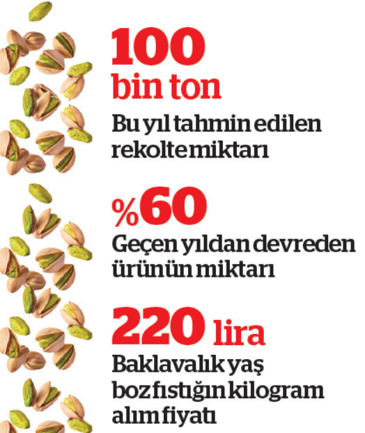 Antep fıstığında ‘yok yılı’ fiyatları ikiye katladı - Resim : 1