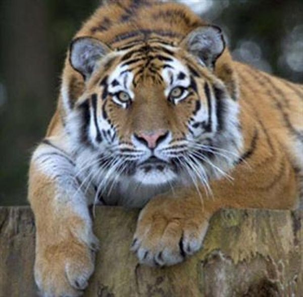 Kopenhag - Resim: 25