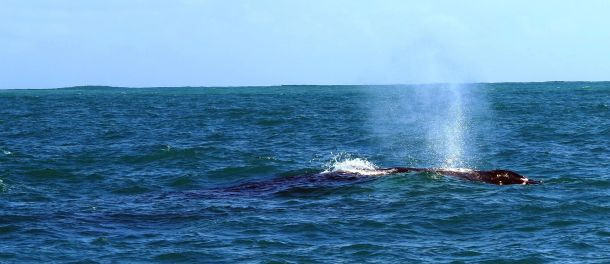 Beş yıldızlı "Survivor" heyecanı - Resim: 6