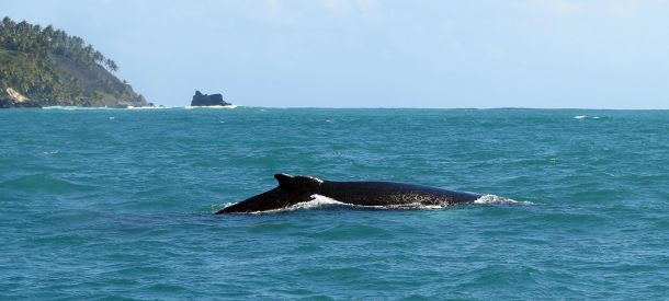 Beş yıldızlı "Survivor" heyecanı - Resim: 5