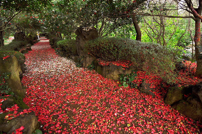 Kore karlar altında sıra dışı seyahat deneyimi sunuyor - Resim : 1