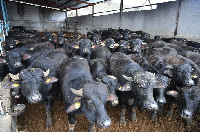 Manda yetiştiricilerine yüzde 50 hibeli destek - Resim : 1