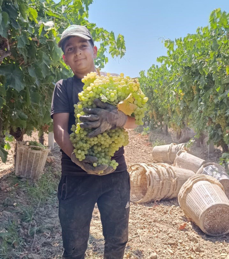 Üzüm hasadında şaşırtan tablo, böylesi görülmedi! Kucağında zor taşıdı - Resim : 1