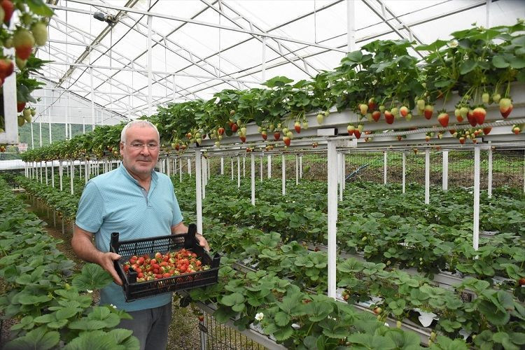 Giresun’da çilekten kazandığı kazanç fındığı üçe katladı - Resim: 1