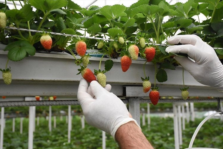 Giresun’da çilekten kazandığı kazanç fındığı üçe katladı - Resim: 5