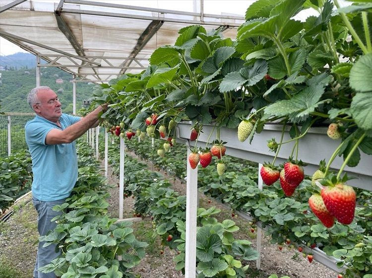 Giresun’da çilekten kazandığı kazanç fındığı üçe katladı - Resim: 2