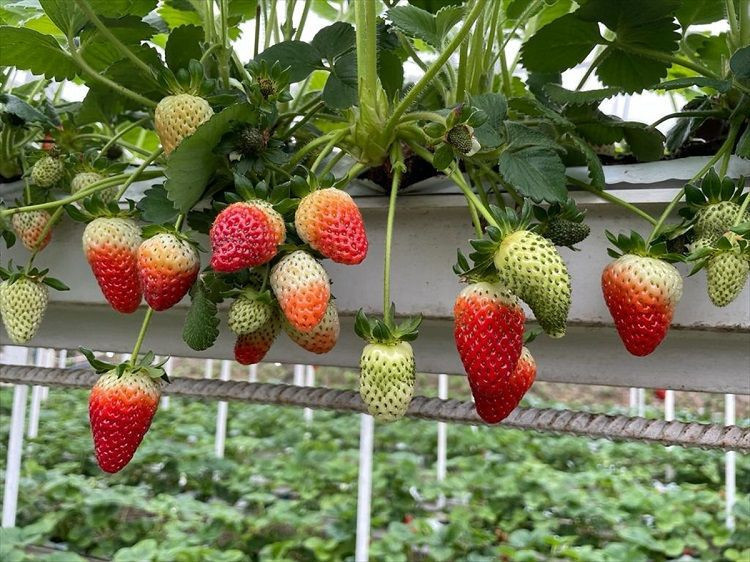 Giresun’da çilekten kazandığı kazanç fındığı üçe katladı - Resim: 3