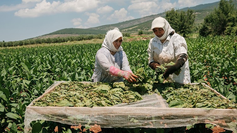 Tütün ihracatı 7 yıl sonra yeniden 1 milyar doları aştı
