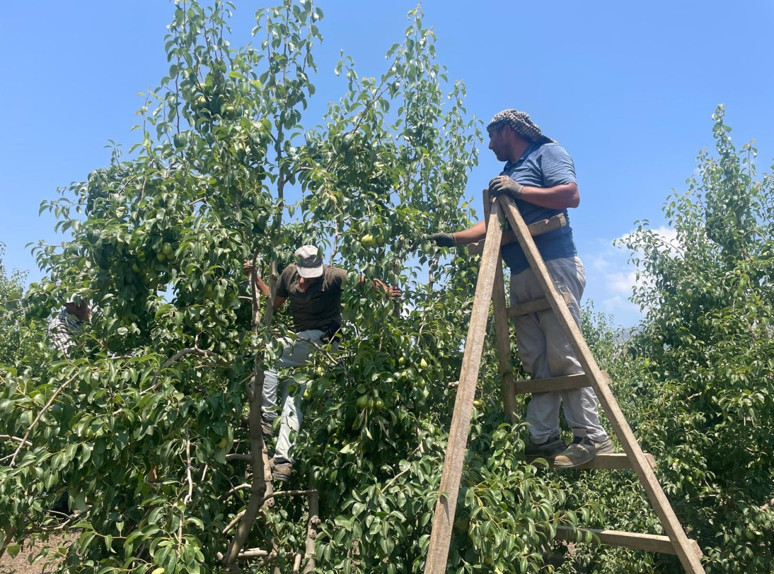 Zirai don ve kuraklık etkili oldu... Fiyatı yüzde 100 arttı: Armut dalda kilosu 40 lira! - Resim : 2