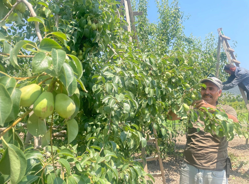 Zirai don ve kuraklık etkili oldu... Fiyatı yüzde 100 arttı: Armut dalda kilosu 40 lira! - Resim : 1