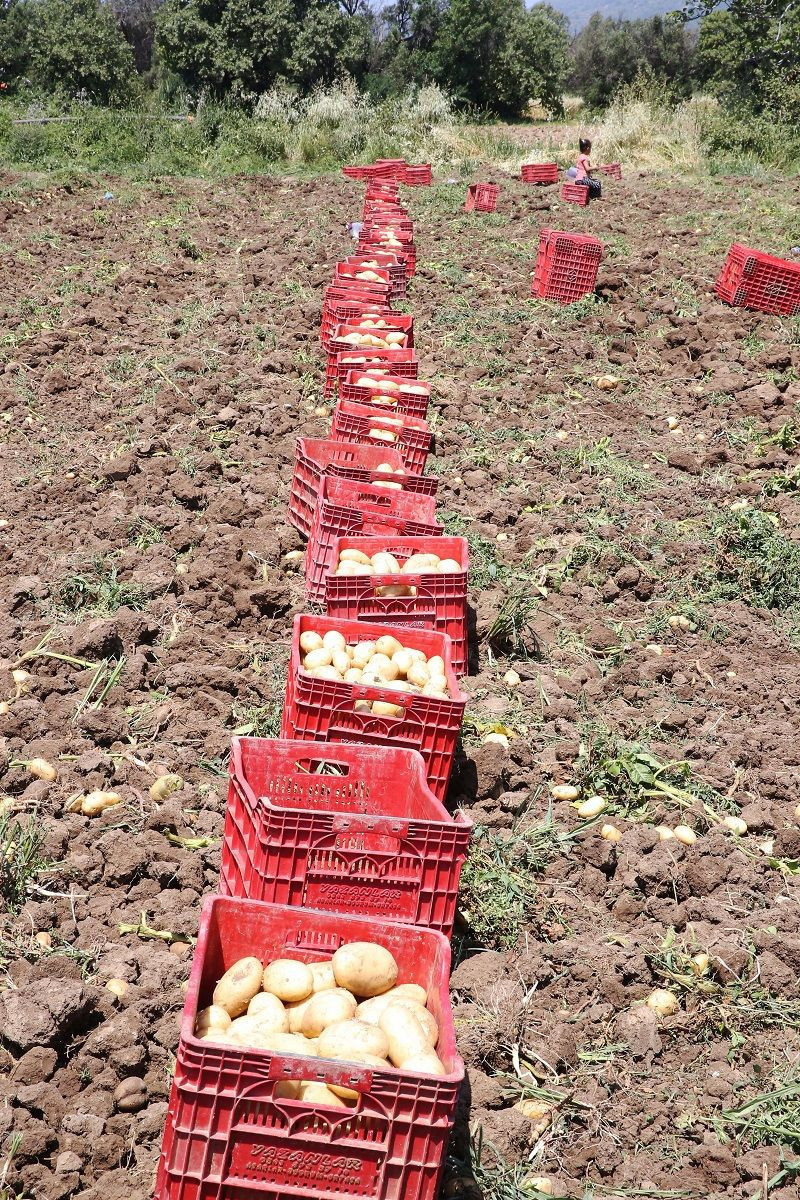 Patateste verim ve fiyat sevinci - Resim: 14