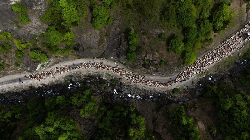 Doğu Karadeniz'de besicilerin yaylalara göçü sürüyor - Resim: 5