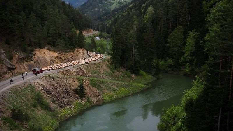 Doğu Karadeniz'de besicilerin yaylalara göçü sürüyor - Resim: 2