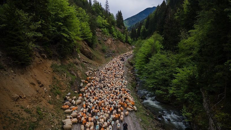 Doğu Karadeniz'de besicilerin yaylalara göçü sürüyor - Resim: 3