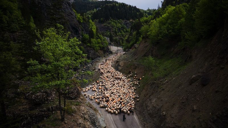 Doğu Karadeniz'de besicilerin yaylalara göçü sürüyor - Resim: 4