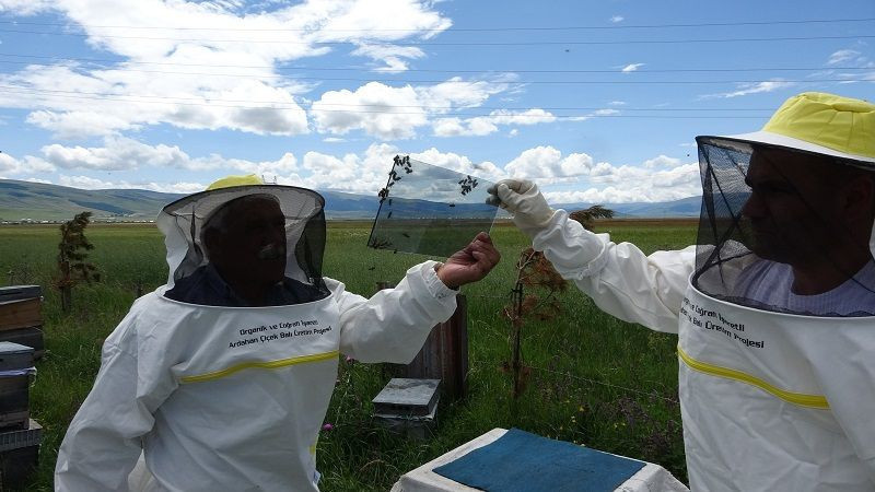 Arı zehrinin fiyatı dudak uçuklatıyor: Kilogramı 100 bin dolar - Resim: 1