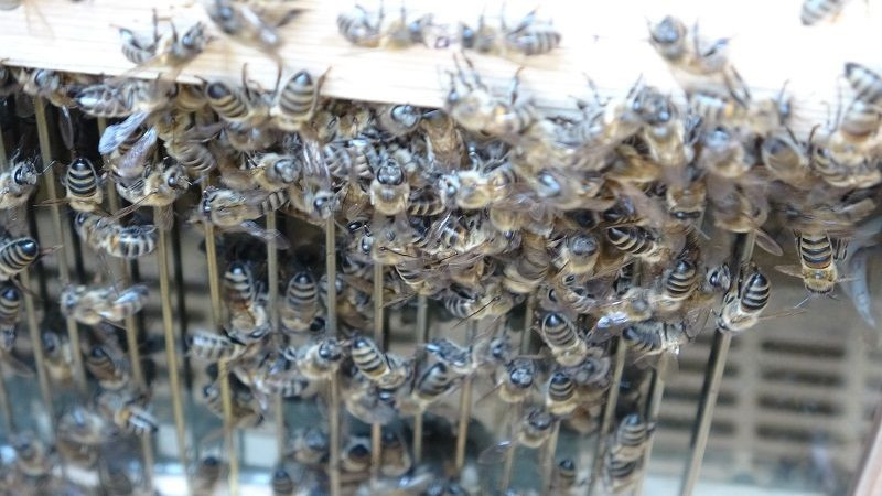 Arı zehrinin fiyatı dudak uçuklatıyor: Kilogramı 100 bin dolar - Resim: 2
