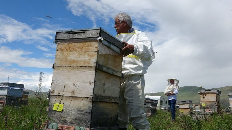 Arı zehrinin fiyatı dudak uçuklatıyor: Kilogramı 100 bin dolar - Resim: 5