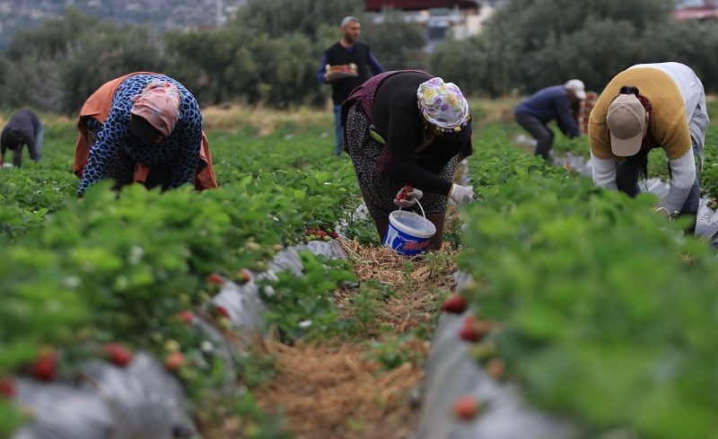 Kilosu 50 TL'ye kadar düştü: Çilekte açıkta hasat zamanı - Resim: 4