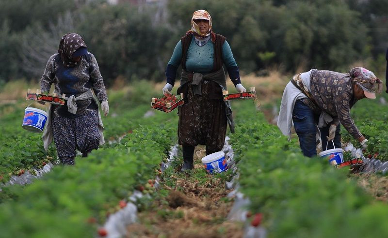 Kilosu 50 TL'ye kadar düştü: Çilekte açıkta hasat zamanı - Resim: 6