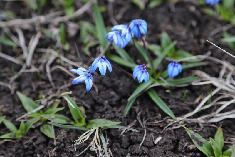Kars'ta kardelen ve çiğdemler çiçek açmaya başladı - Resim: 3