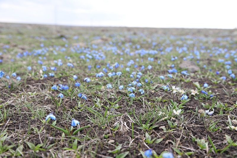 Kars'ta kardelen ve çiğdemler çiçek açmaya başladı - Resim: 5