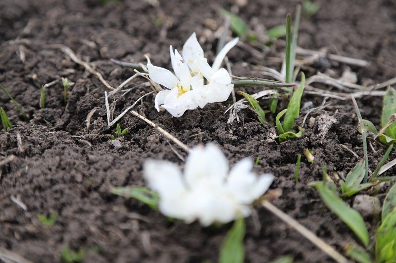 Kars'ta kardelen ve çiğdemler çiçek açmaya başladı - Resim: 6