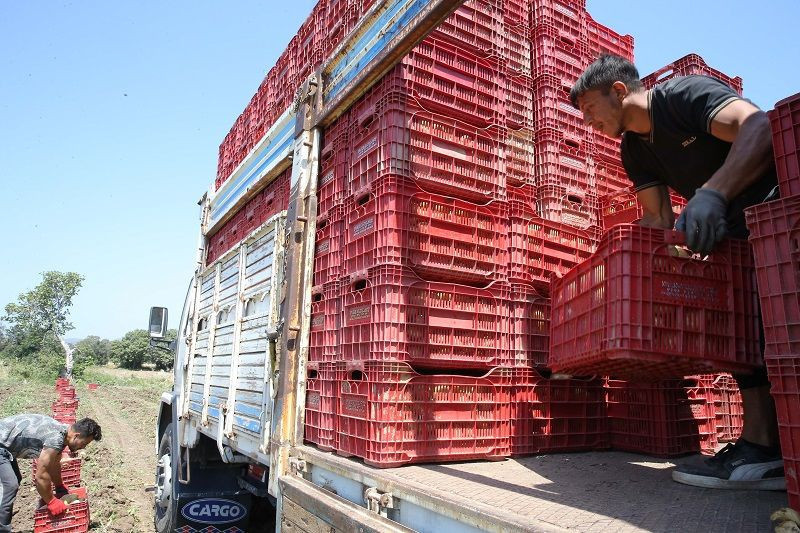 Patateste verim ve fiyat sevinci - Resim: 15