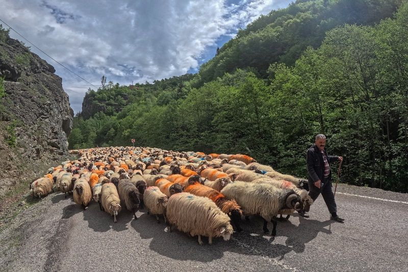 Doğu Karadeniz'de besicilerin yaylalara göçü sürüyor - Resim: 9