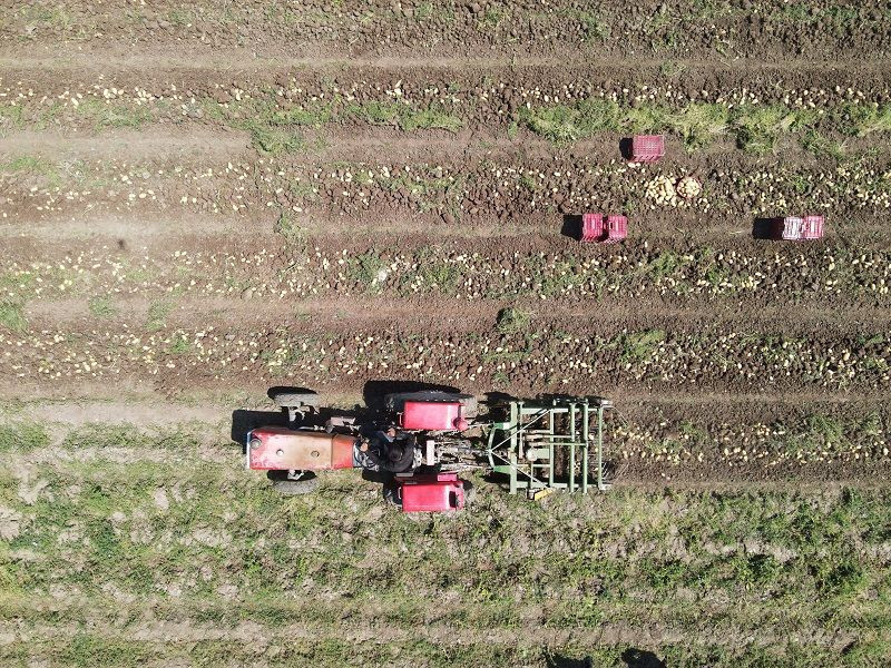 Patateste verim ve fiyat sevinci - Resim: 1