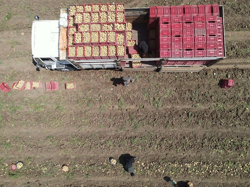 Patateste verim ve fiyat sevinci - Resim: 2