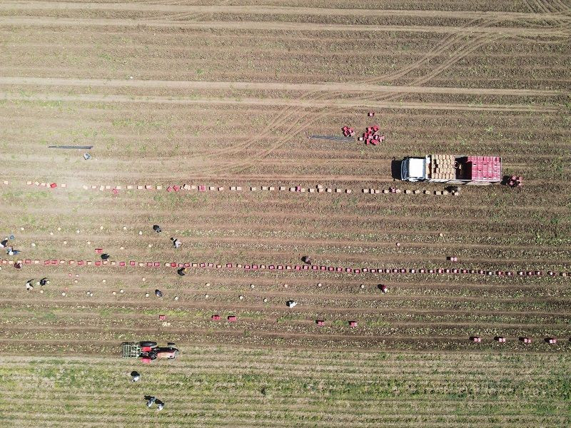 Patateste verim ve fiyat sevinci - Resim: 3