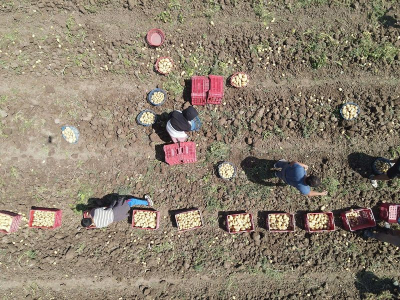 Patateste verim ve fiyat sevinci - Resim: 4