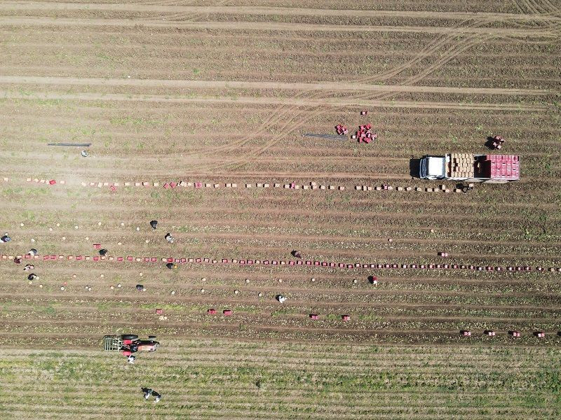 Patateste verim ve fiyat sevinci - Resim: 5