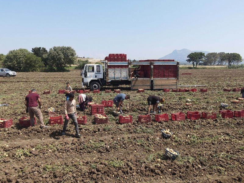 Patateste verim ve fiyat sevinci - Resim: 7