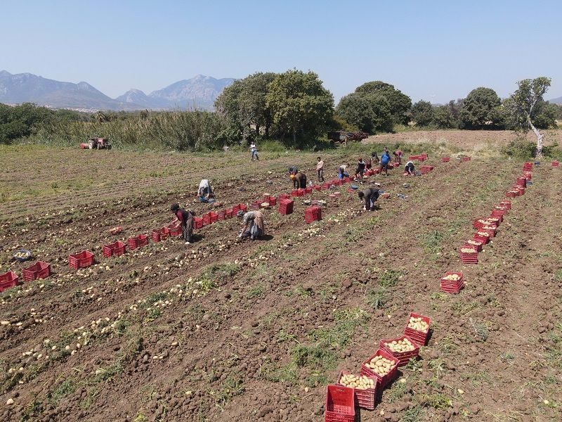 Patateste verim ve fiyat sevinci - Resim: 9