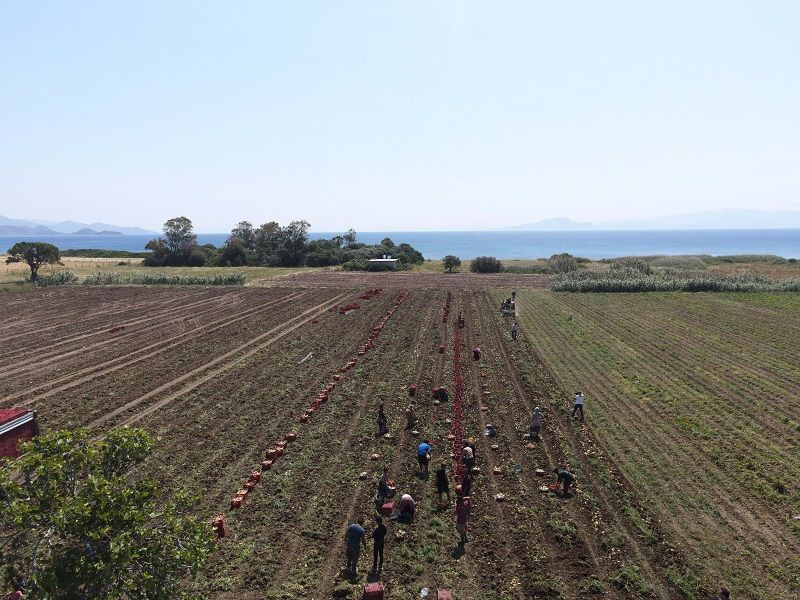 Patateste verim ve fiyat sevinci - Resim: 10