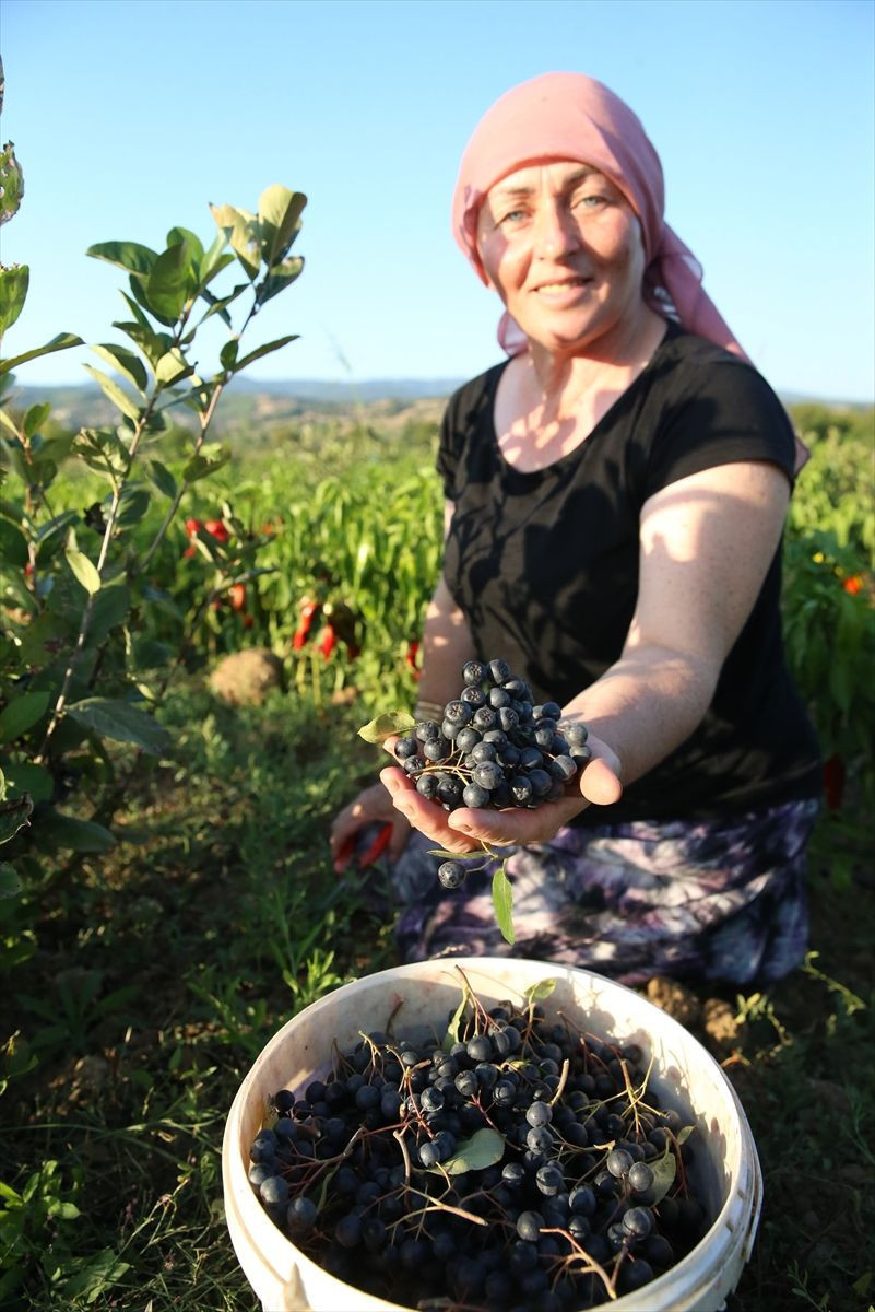 Kadın muhtar "süper meyve"yi köyüne kazandırdı - Resim: 3
