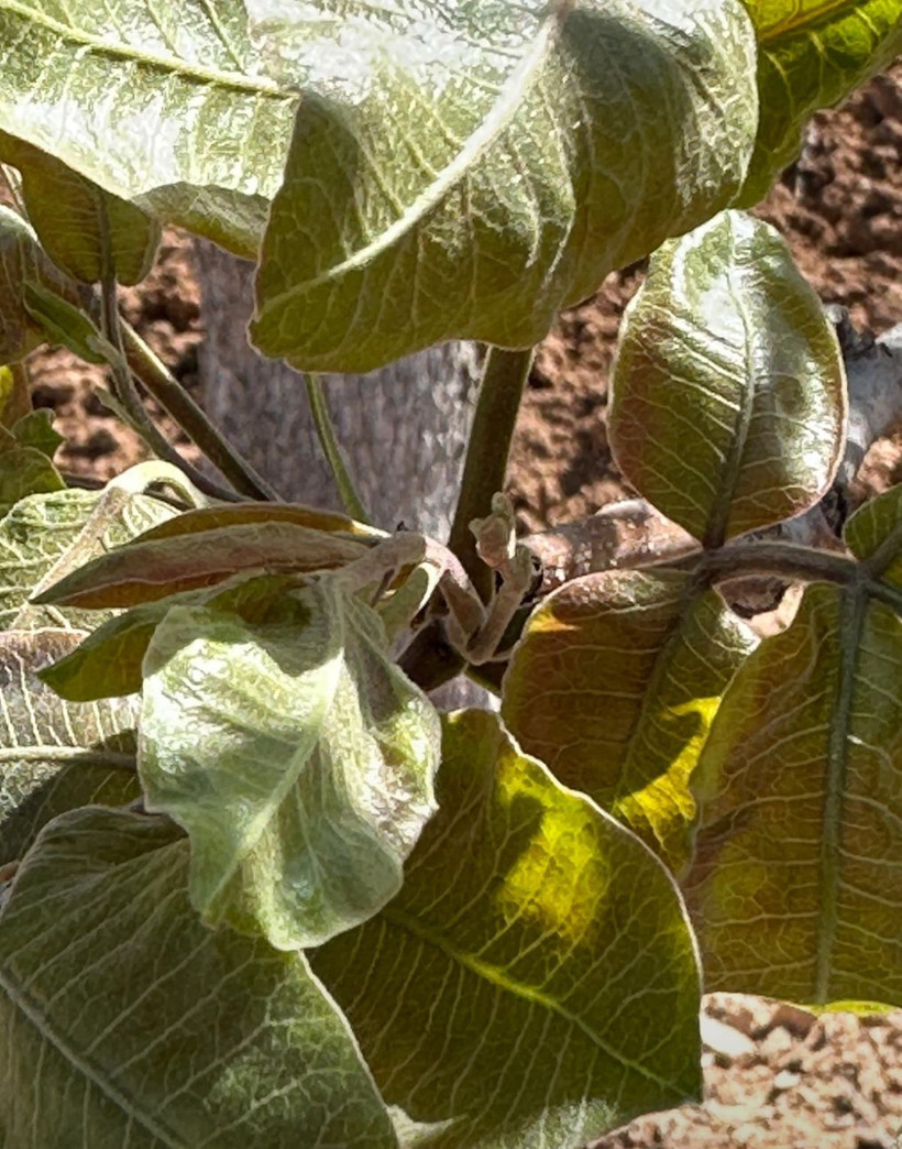 Soğuk hava etkili oldu! Tarımı zirai don felaketi vurdu - Resim : 3