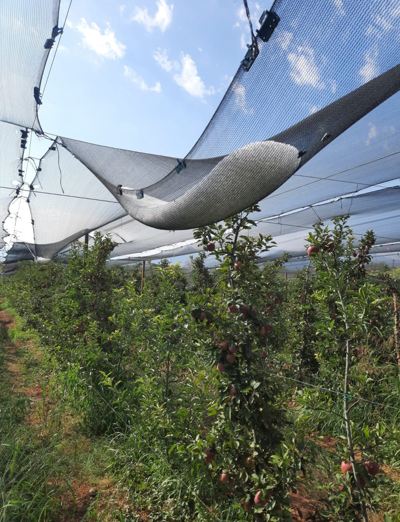 Isparta'da dolu felaketi: Bir gecede 4 bin 200 ton elma yok oldu, zarar 170 milyon TL! - Resim : 1