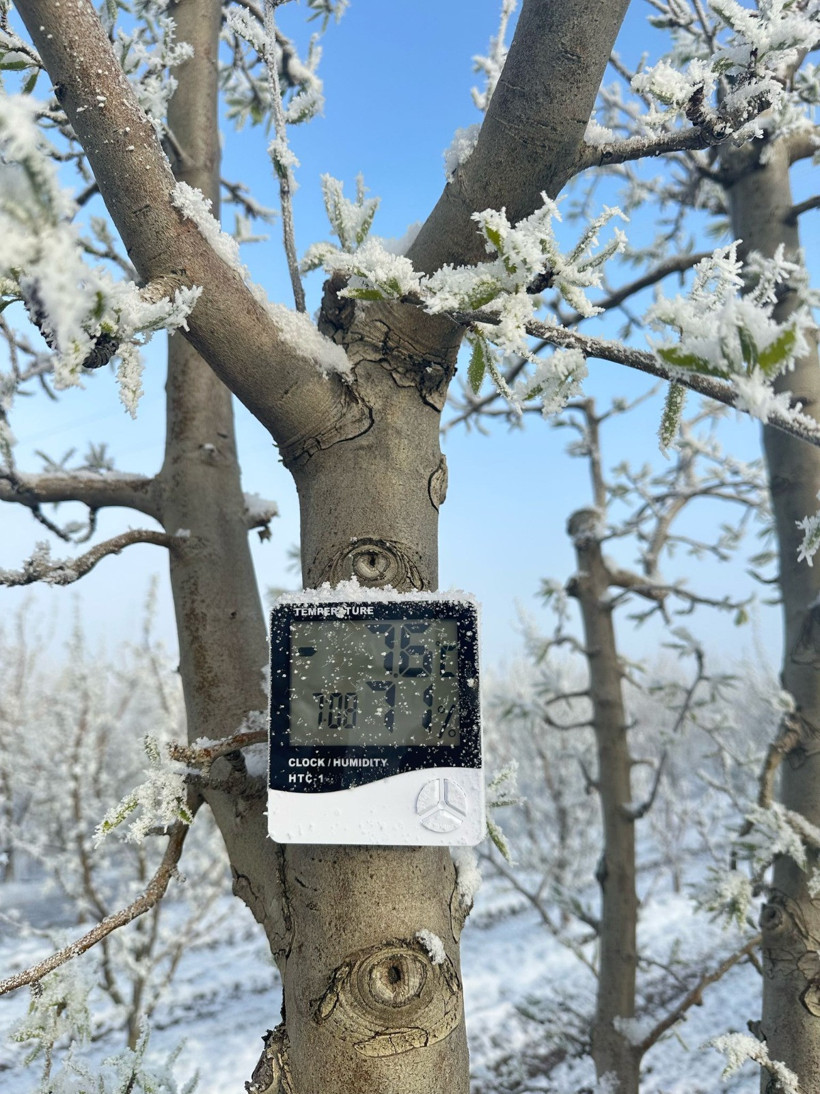 Soğuk hava etkili oldu! Tarımı zirai don felaketi vurdu - Resim : 1