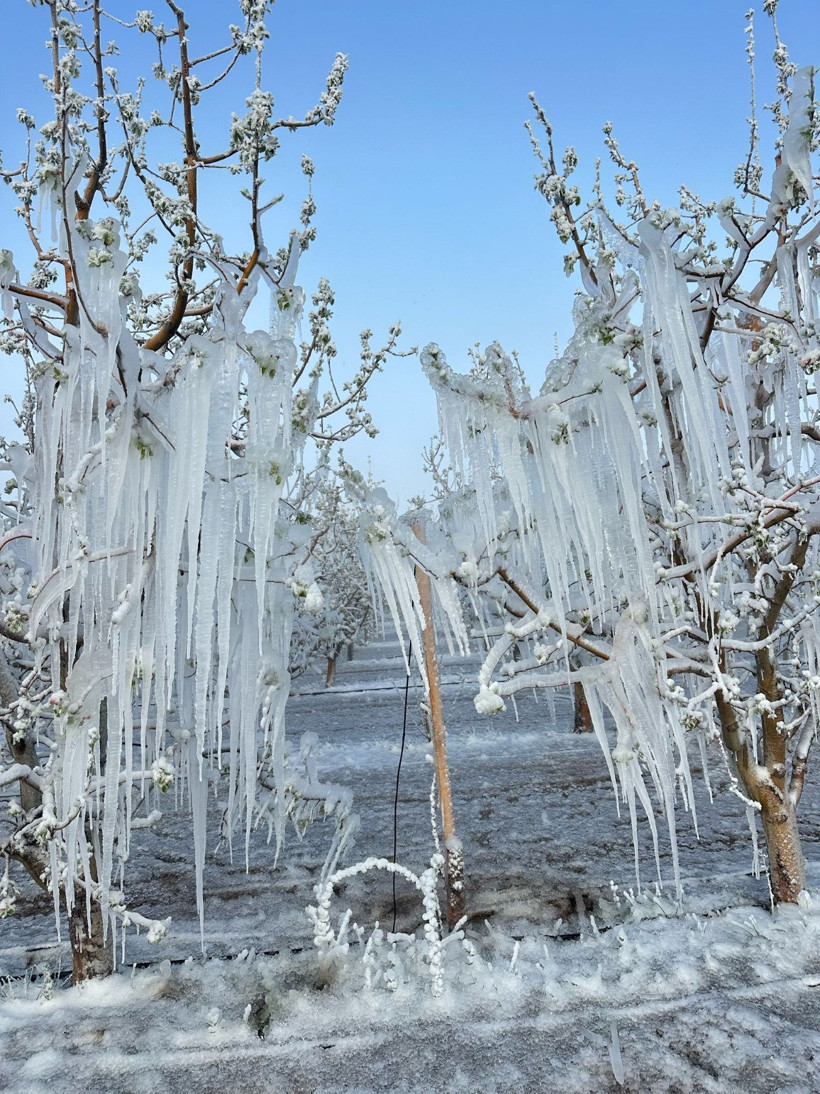 Soğuk hava etkili oldu! Tarımı zirai don felaketi vurdu - Resim : 2
