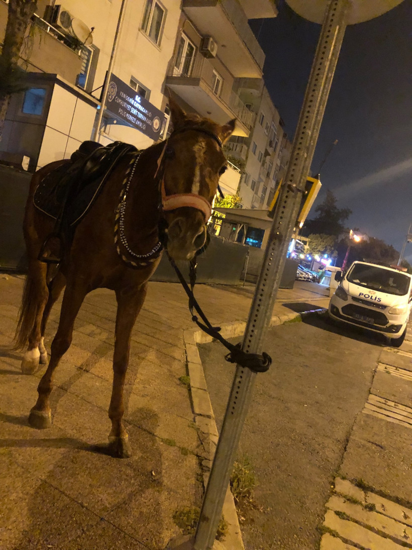 Mersin’de ilginç olay: Atıyla markete giden gence alkollü araç kullanmaktan ceza - Resim : 1