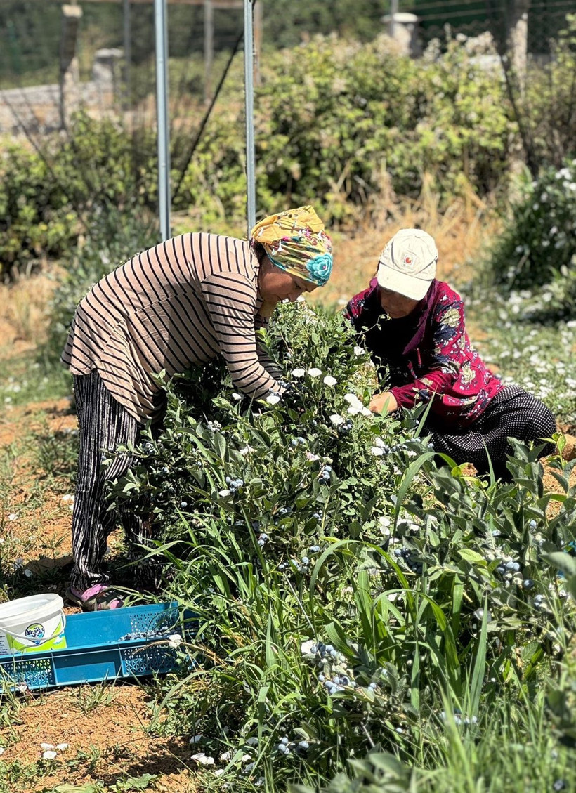 İstanbul’da yaban mersini verimi ortalamanın üzerine çıktı! - Resim: 6