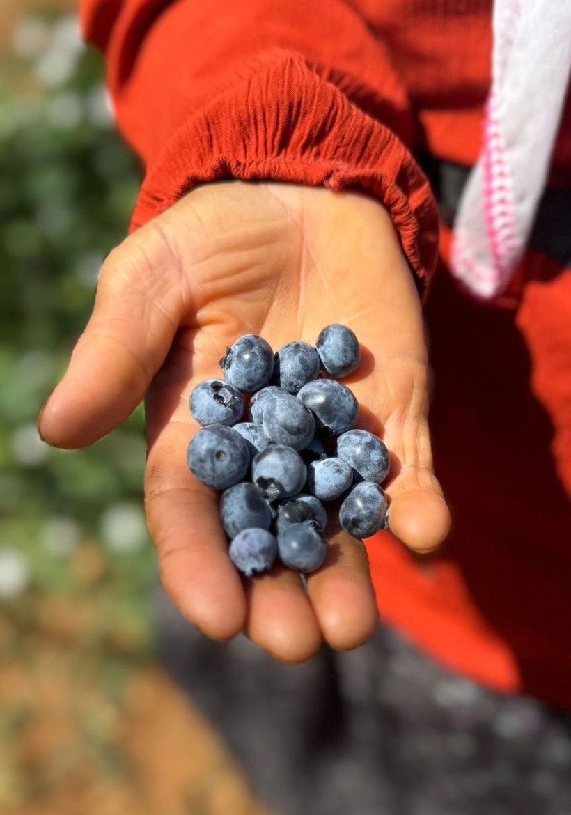 İstanbul’da yaban mersini verimi ortalamanın üzerine çıktı! - Resim: 3