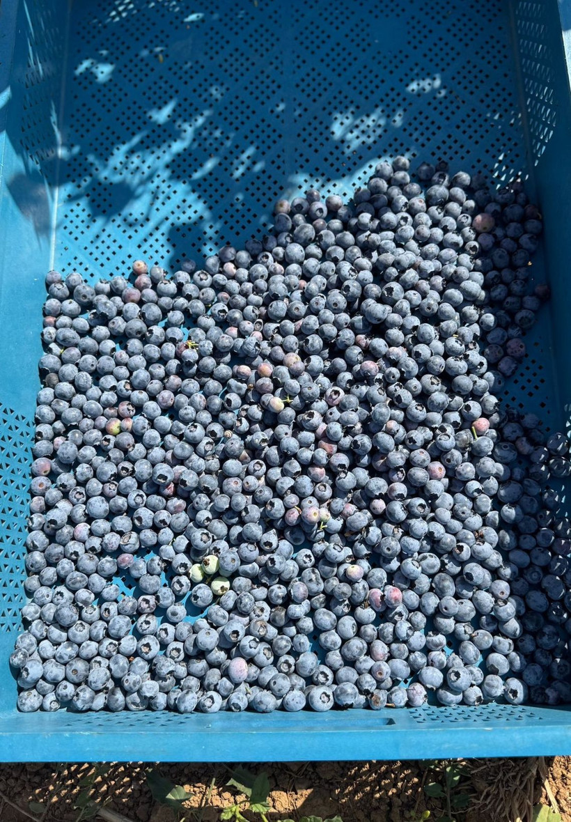 İstanbul’da yaban mersini verimi ortalamanın üzerine çıktı! - Resim: 5